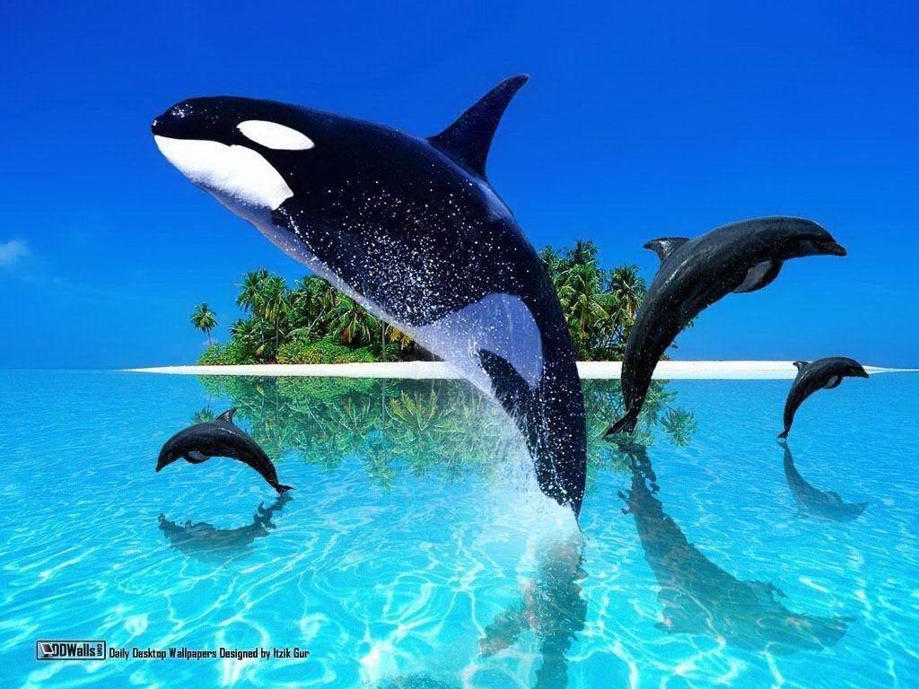 1030x770 Orca fish computer illustration free desktop background, Desktop