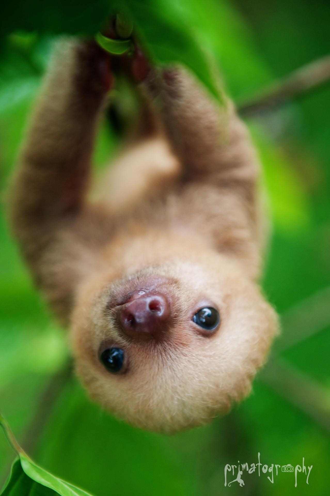 1280x1920 Cute Sloth Wallpaper, Phone