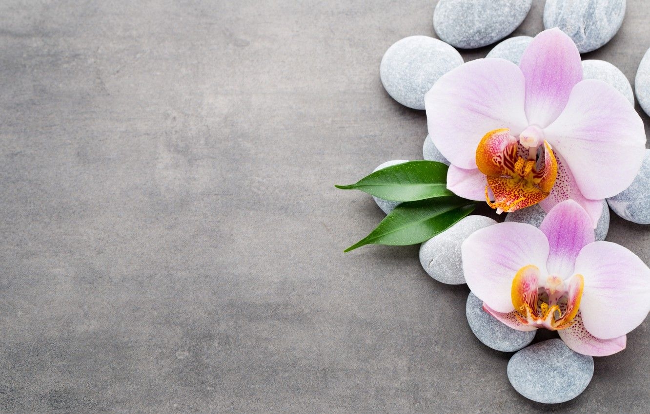 1340x850 Wallpaper stones, Orchid, pink, orchid image for desktop, section, Desktop