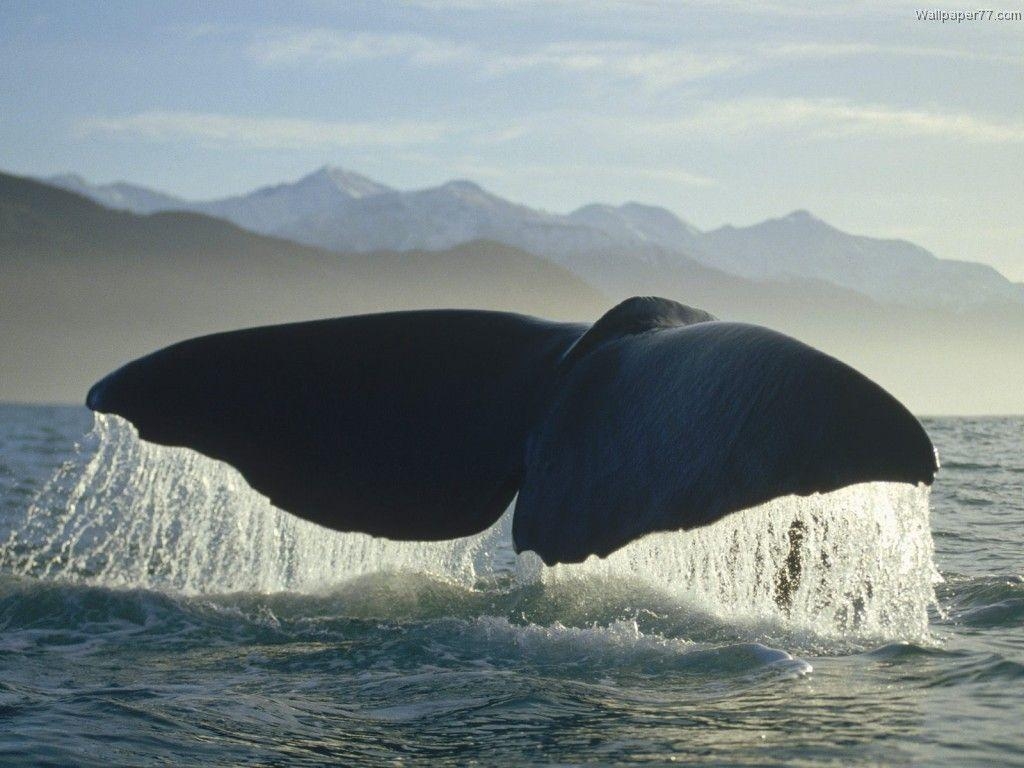 1030x770 Whale Wallpaper and Background, Desktop