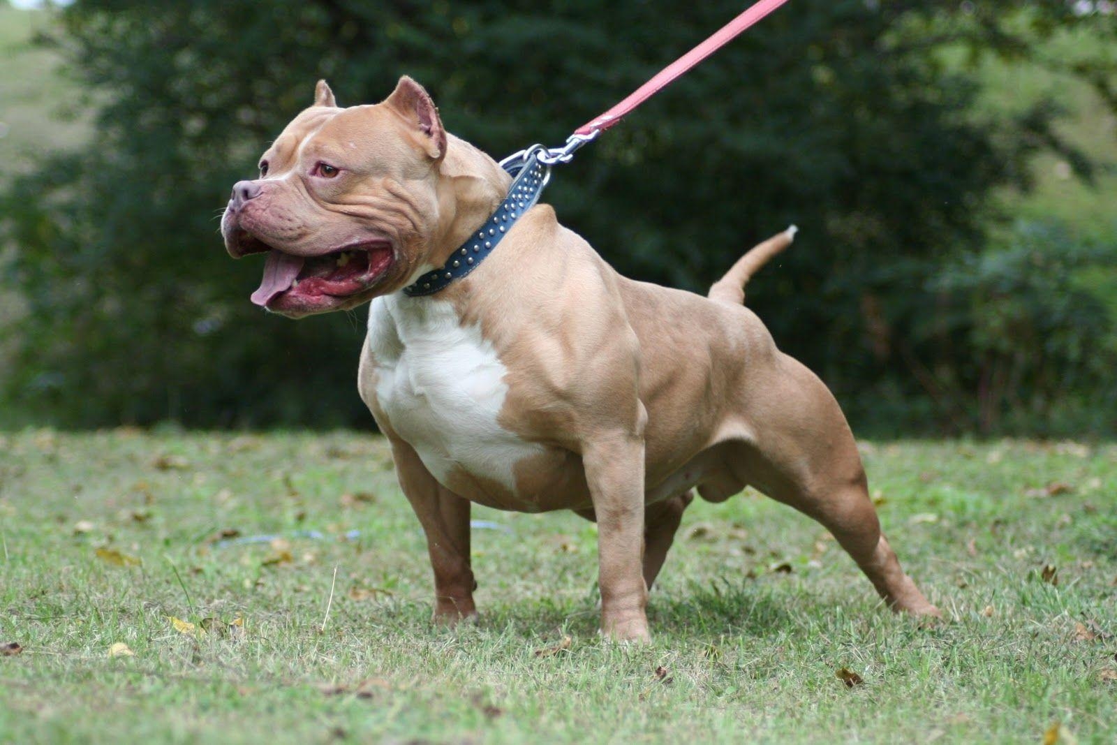 1600x1070 Pin Pit Bull Terrier Foto 4, Desktop