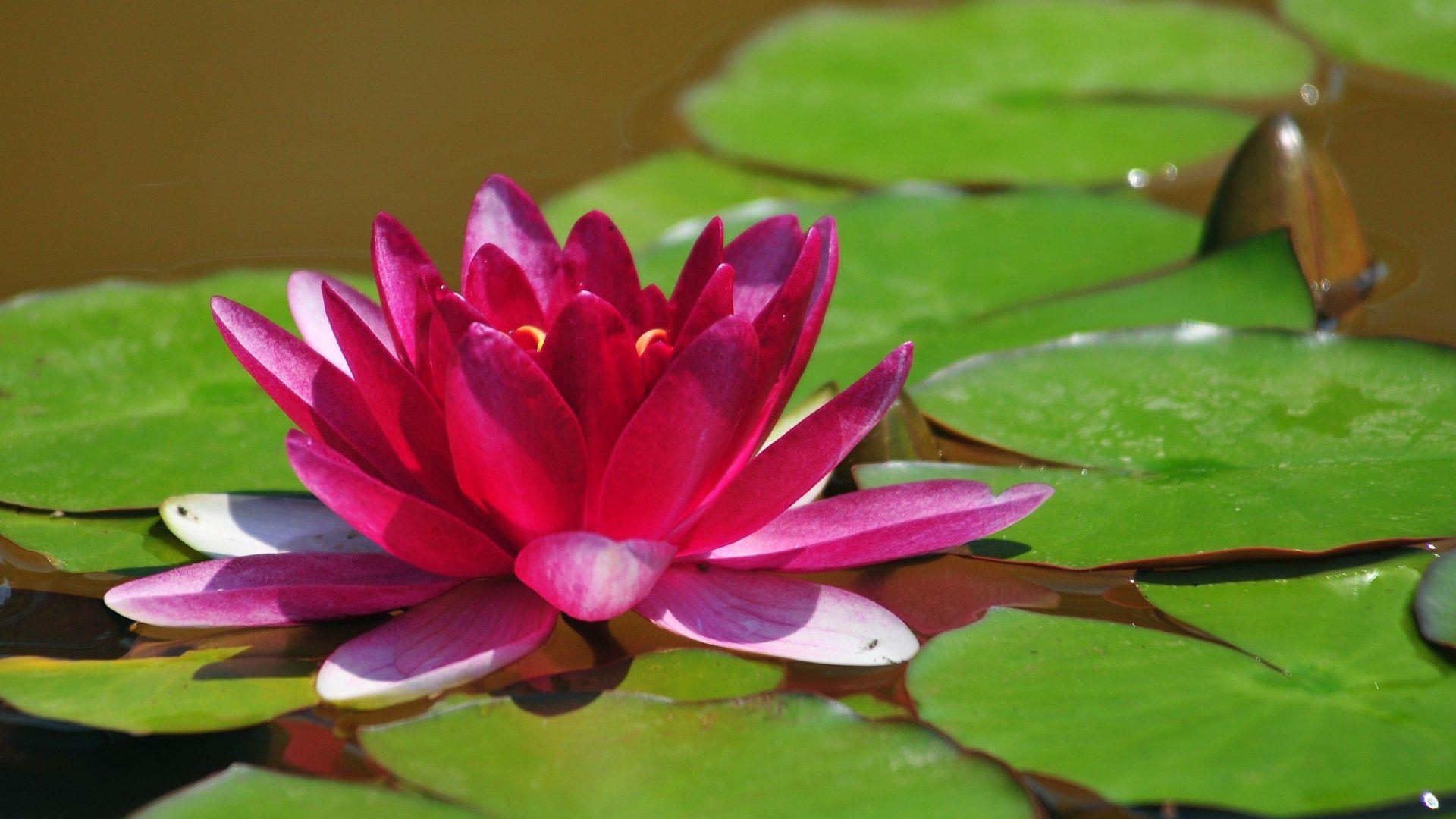 1920x1080 Pink Lotus Flower HD Wallpaper, Desktop