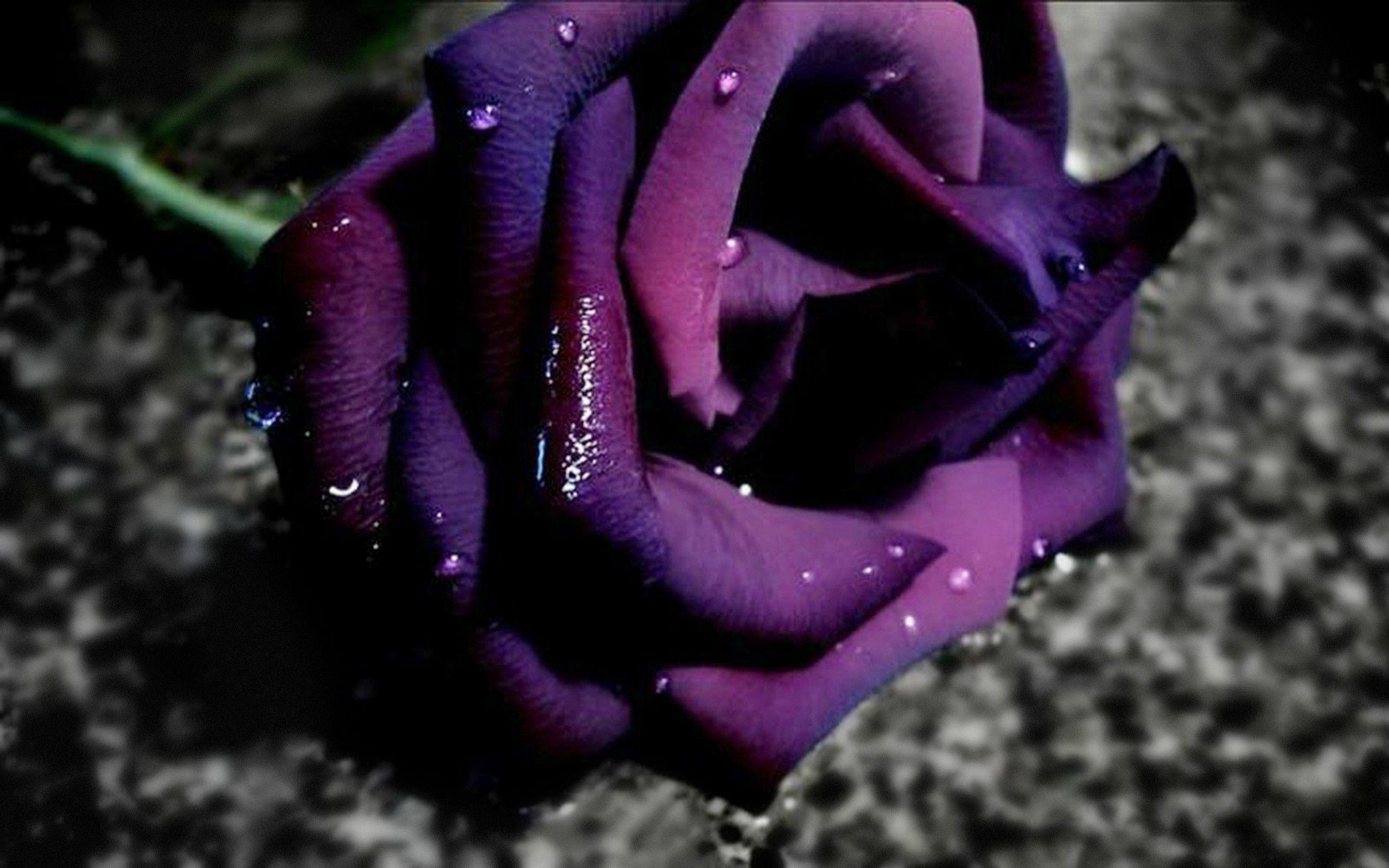 2560x1600 Purple Rose Wallpaper Full HD, Desktop