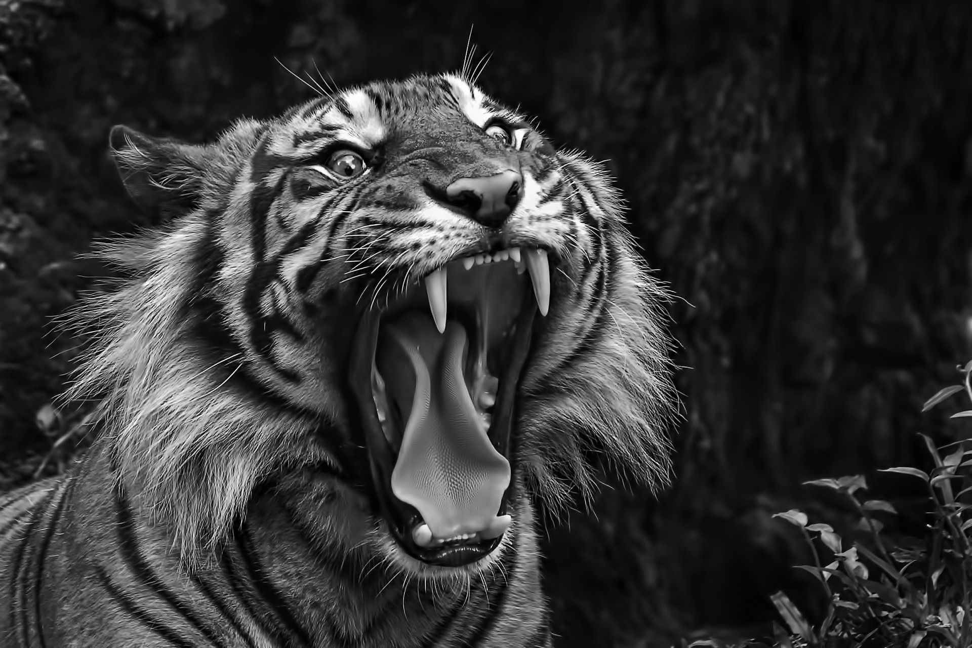 1920x1280 Yawn Teeth Tiger Free Background Wallpaper Roaring Black And White HD Wallpaper, Desktop