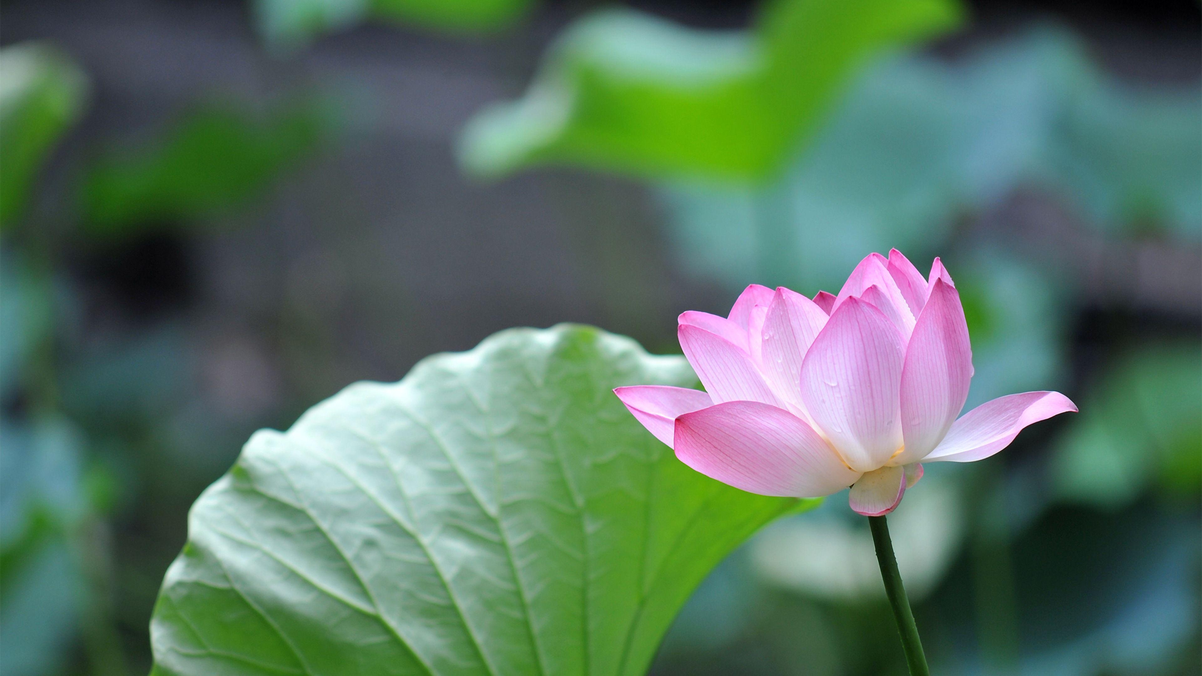 3840x2160 Pink Lotus Flower 4K Ultra HD Desktop Wallpaper, Desktop