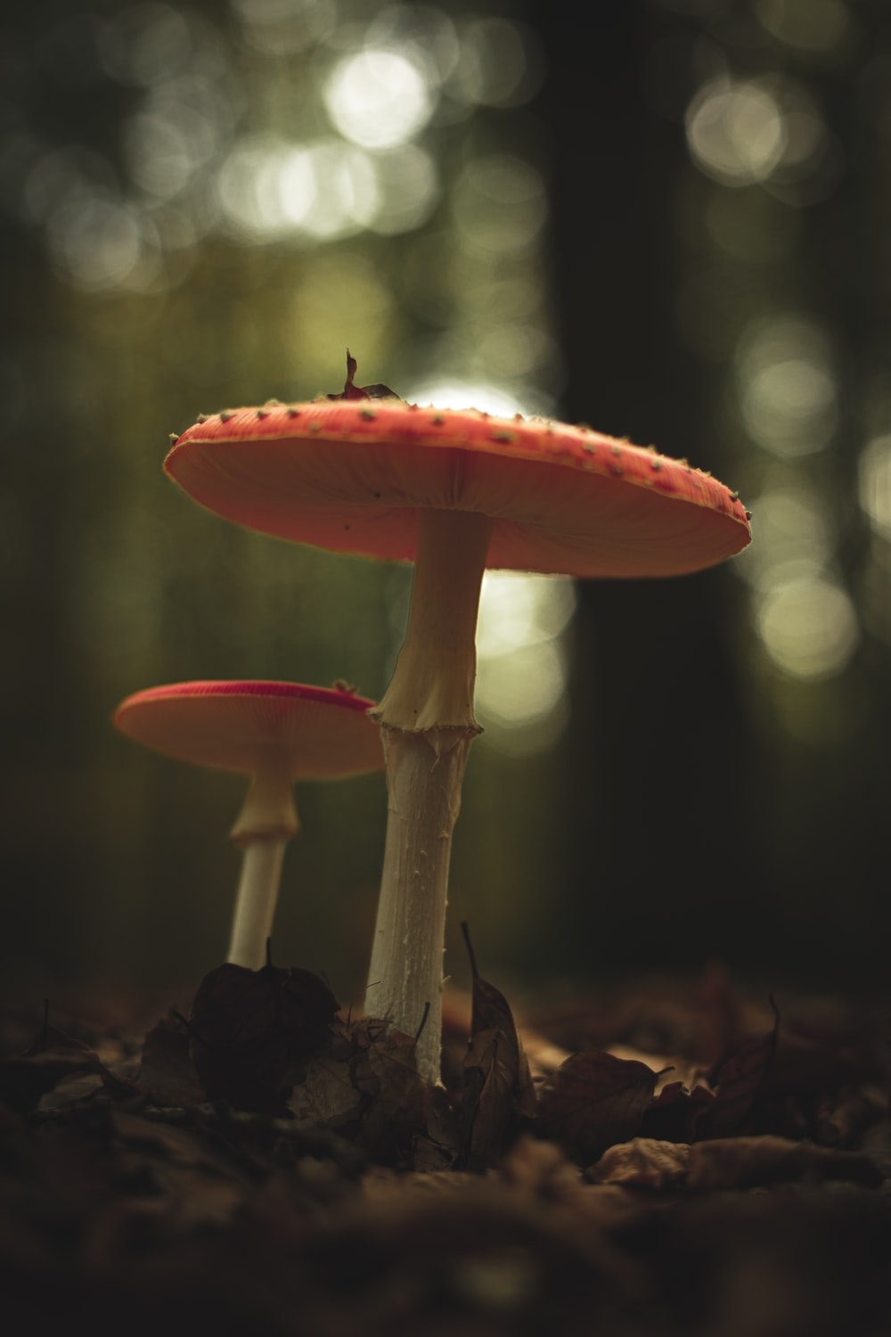 1000x1500 Forest Mushroom Picture. Download Free Image, Phone