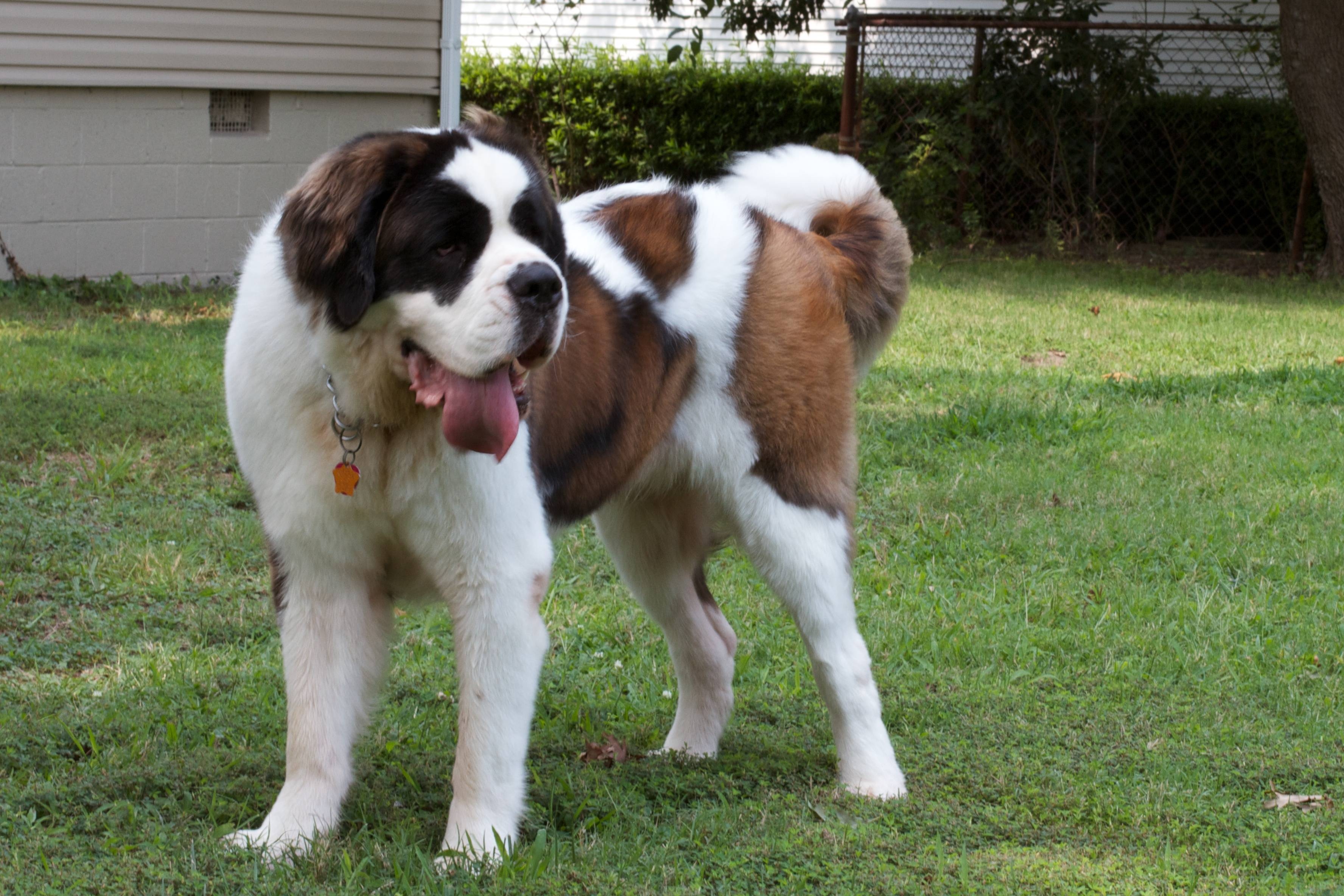 3560x2370 Saint Bernard Wallpaper, Desktop