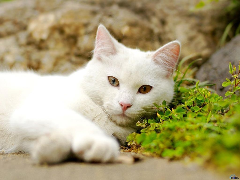 1030x770 White Cat HD Wallpaper Wallpaper Inn, Desktop