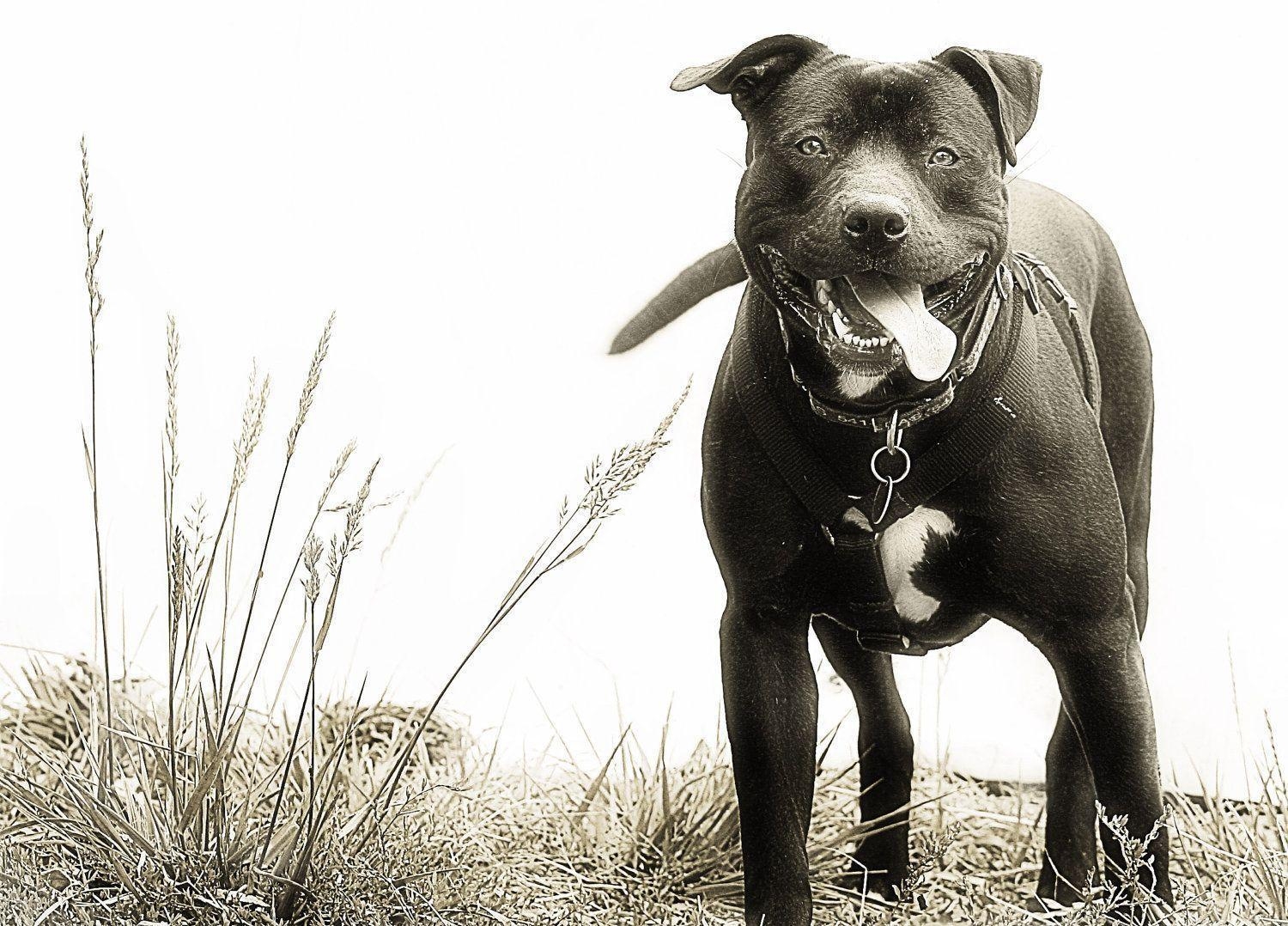 1500x1080 American Pitbull Dogs Wallpaper. Pitbull Dogs Desktop Wallpaper, Desktop