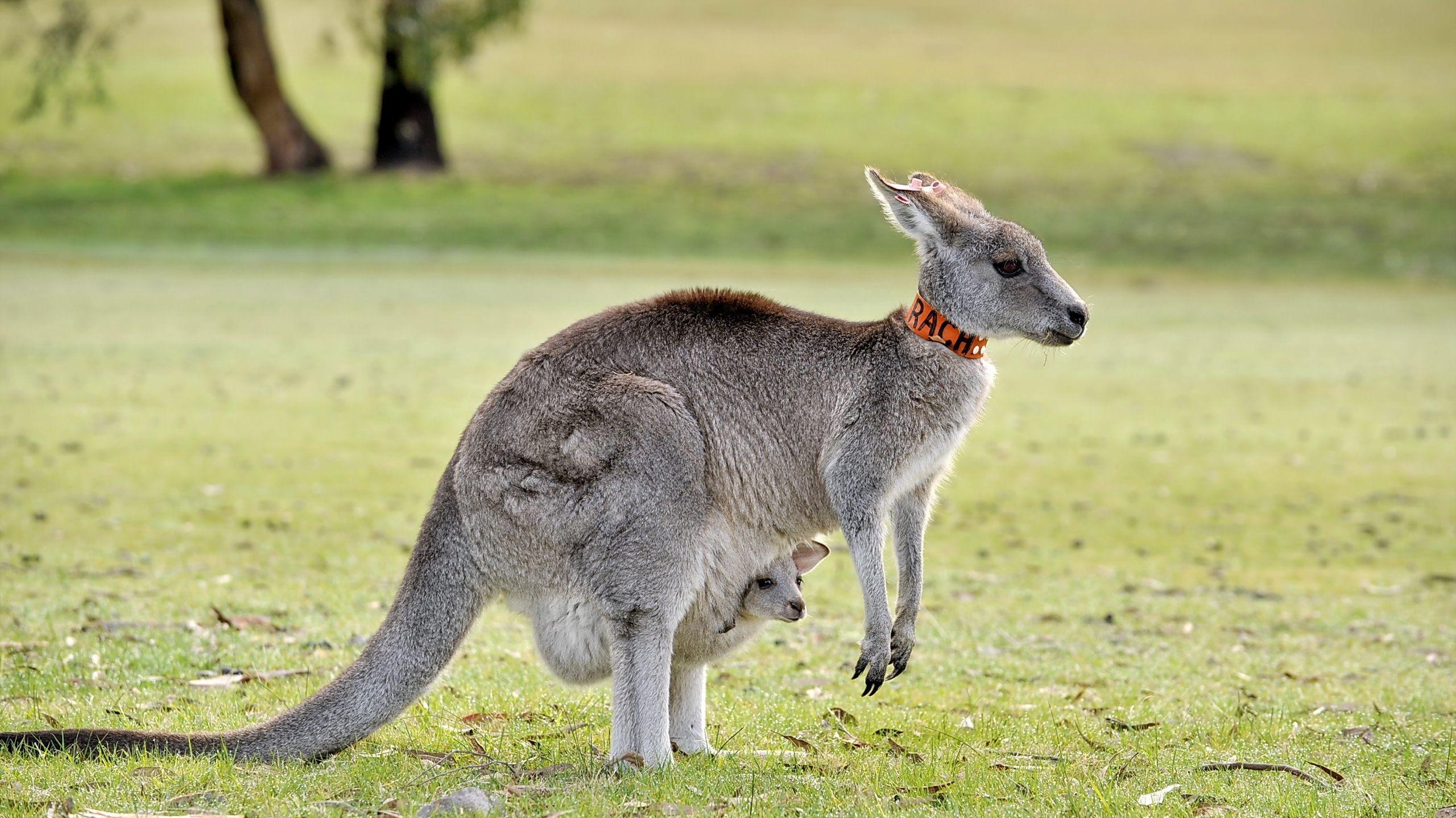 2560x1440 Kangaroo HD Wallpaper and Background Image, Desktop