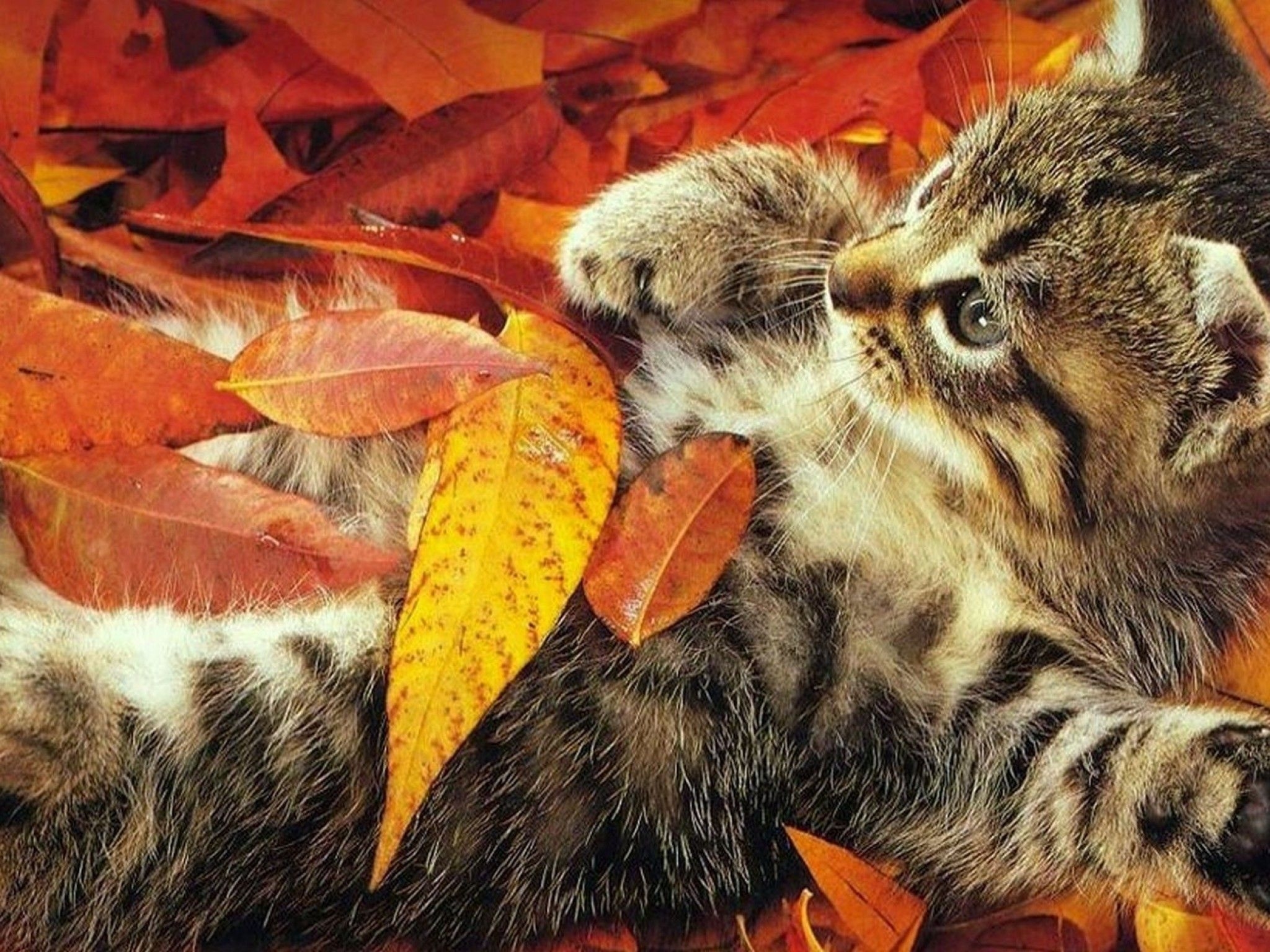 2050x1540 Thanksgiving Cat Wallpaper Free Thanksgiving Cat Background, Desktop