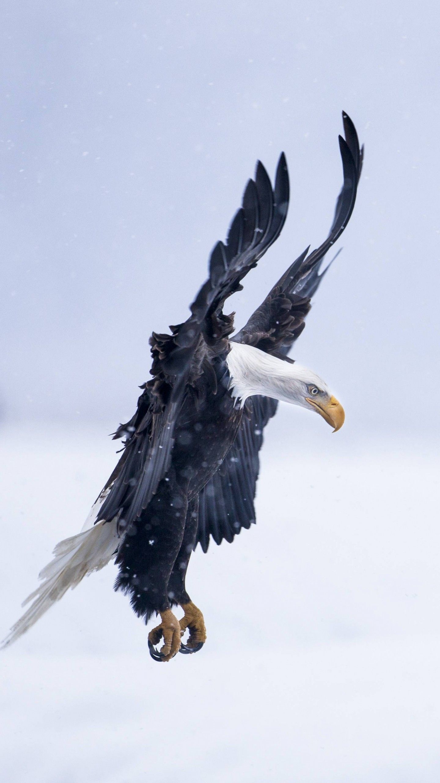 1440x2560 Wallpaper Eagle, Alaska, 5k, 4k wallpaper, HD, flight, winter, snow, National Geographics, OS, Phone