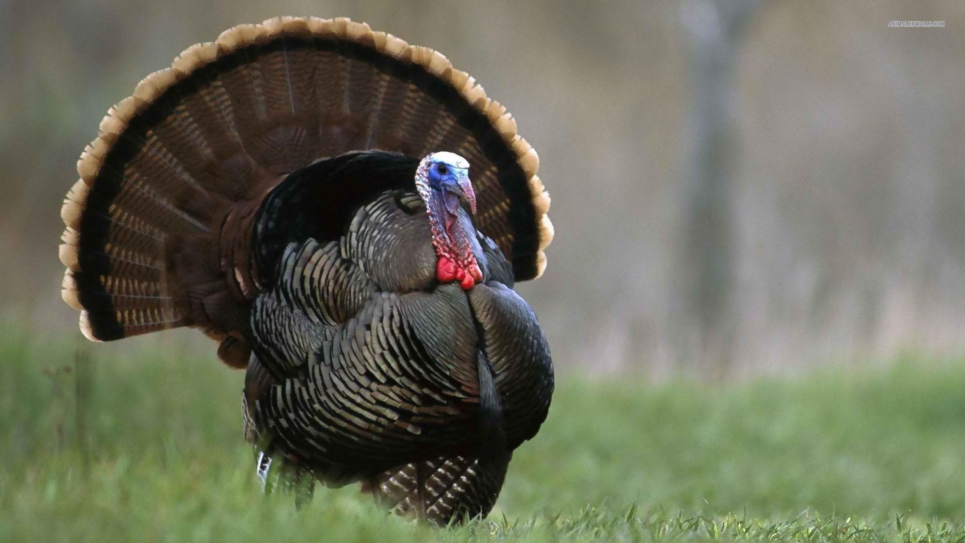 1920x1080 Turkey Wallpaper. Best Free Wallpaper, Desktop