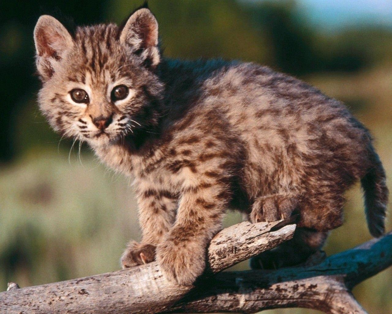 1280x1030 animals bobcats baby animals HD wallpaper, Desktop