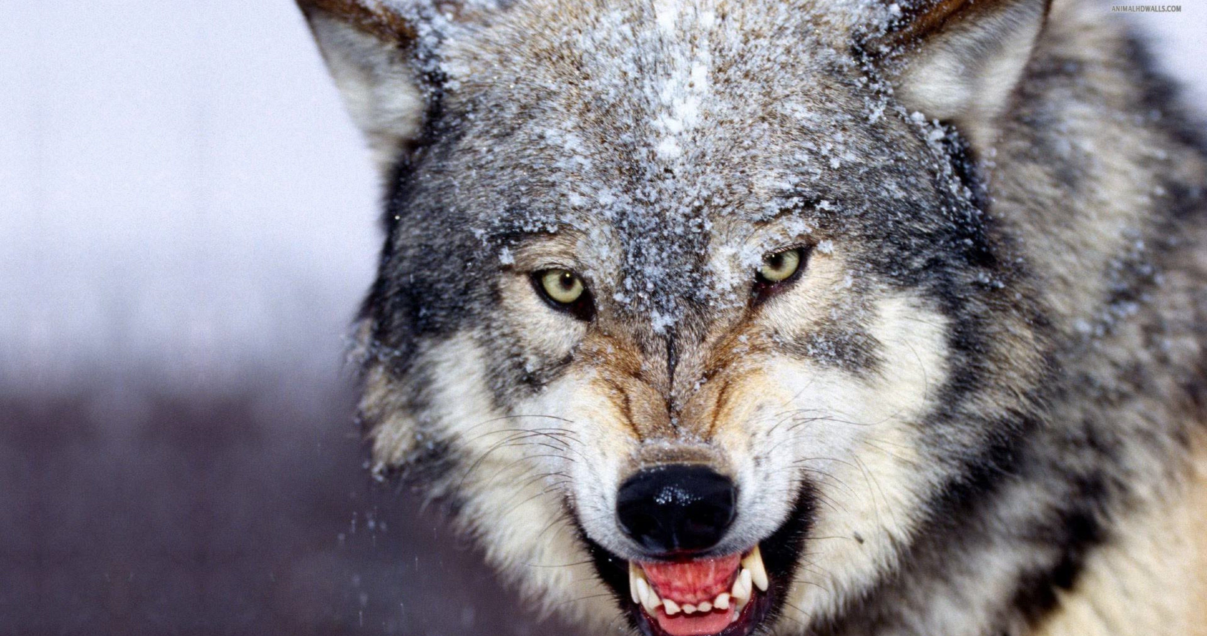 4100x2160 angry wolf wallpaper HD 4k ultra HD wallpaper. ololoshenka, Desktop