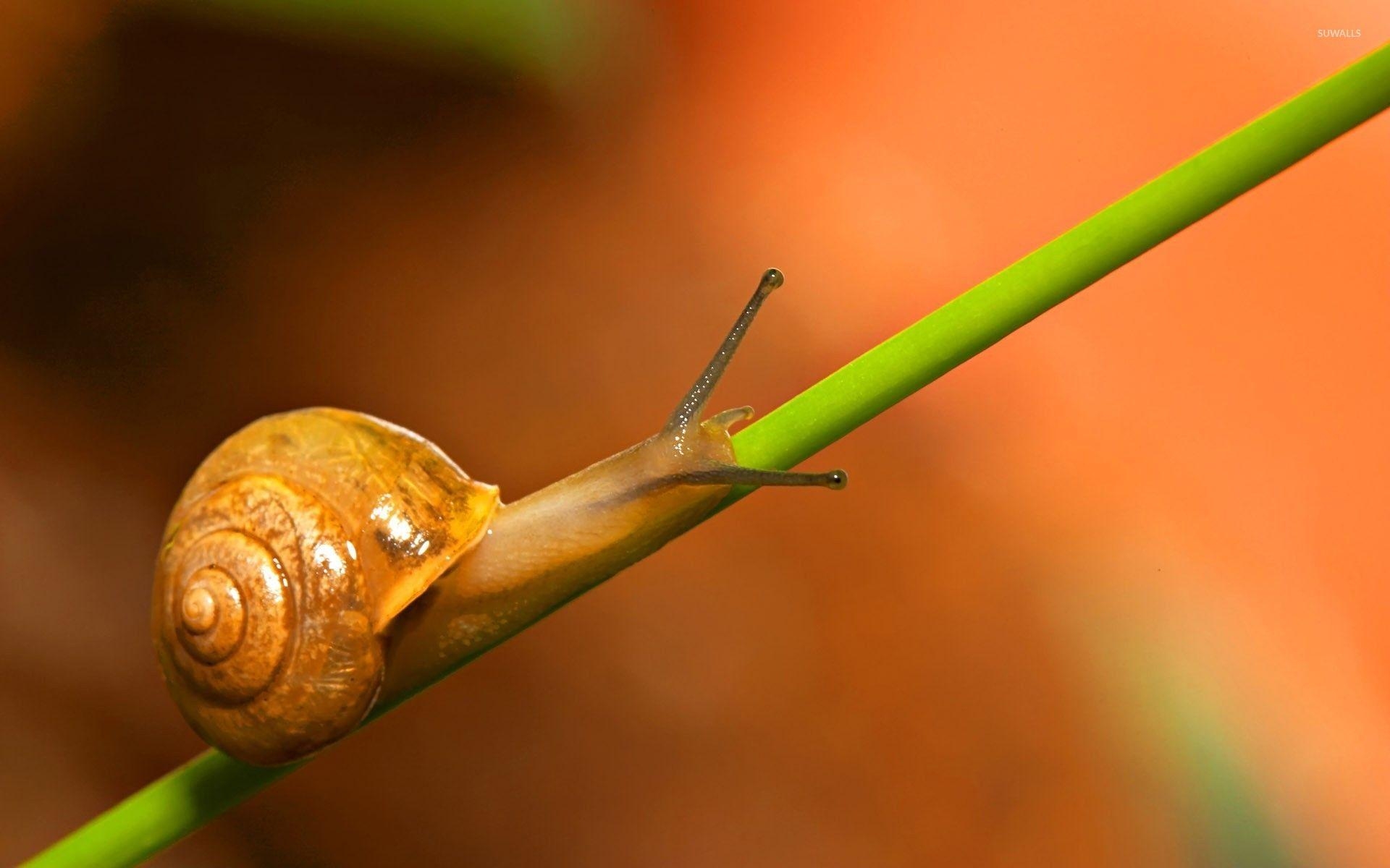 1920x1200 Snail [2] wallpaper wallpaper, Desktop