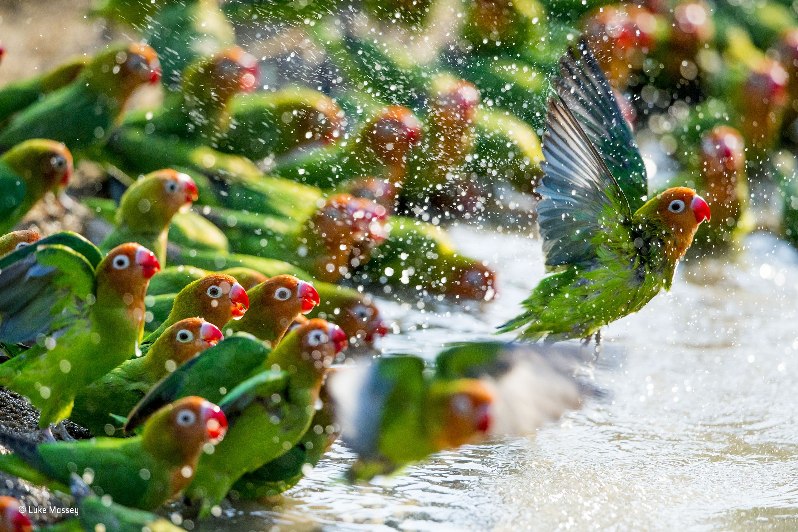 2560x1710 Wallpaper, nature, animals, birds, parrot, water drops, colorful, flying, bokeh, Desktop