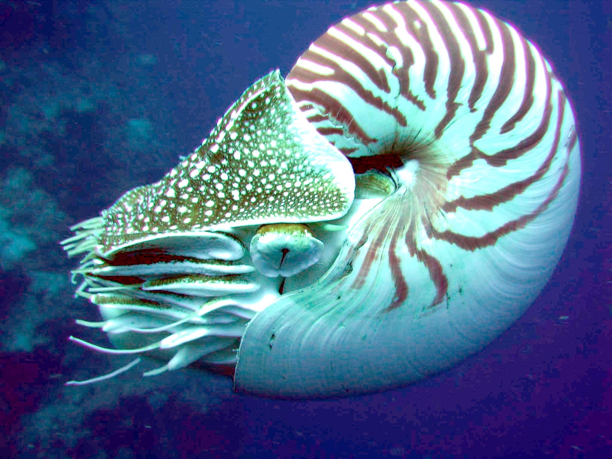 2050x1540 Chambered nautilus, Desktop