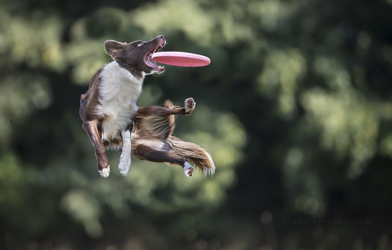 1340x850 Wallpaper jump, the game, dog, dog, disk, catches, Border Collie, Desktop