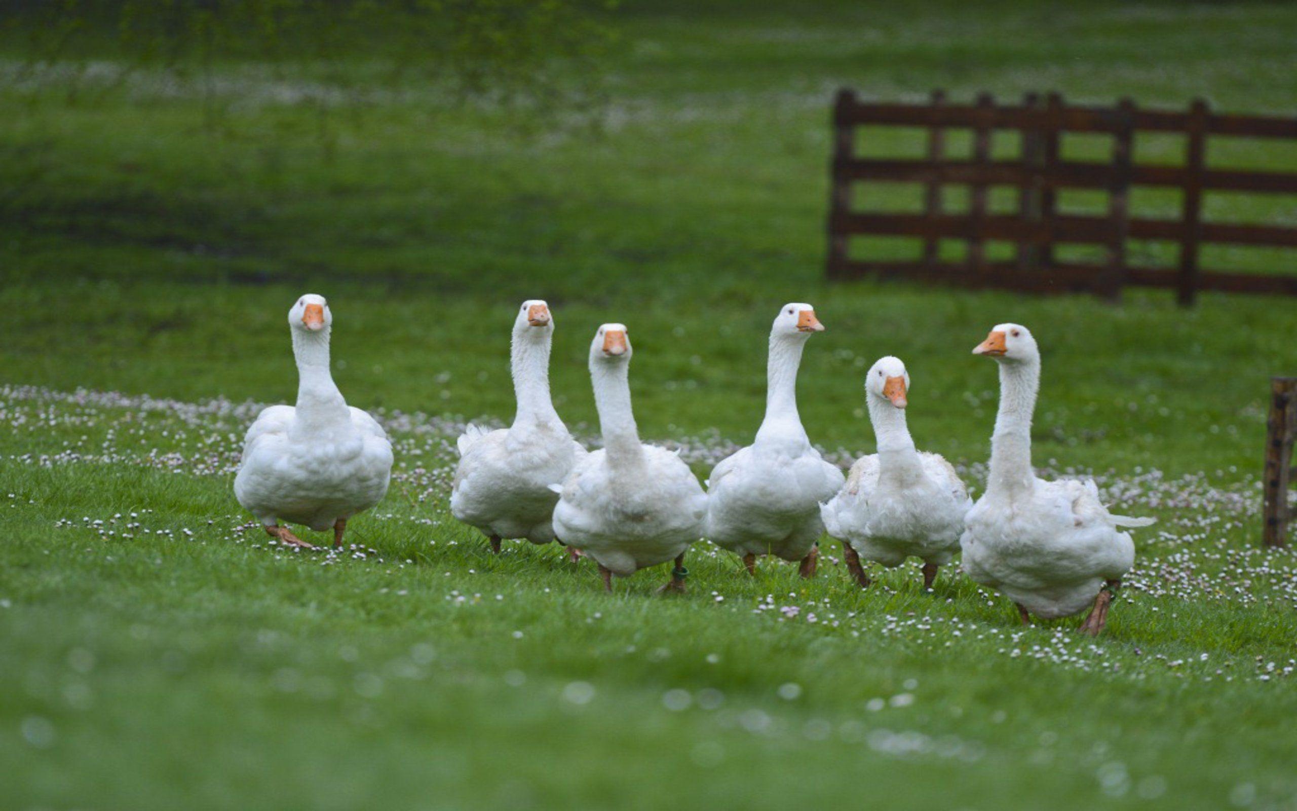 2560x1600 Angry Goose, Desktop