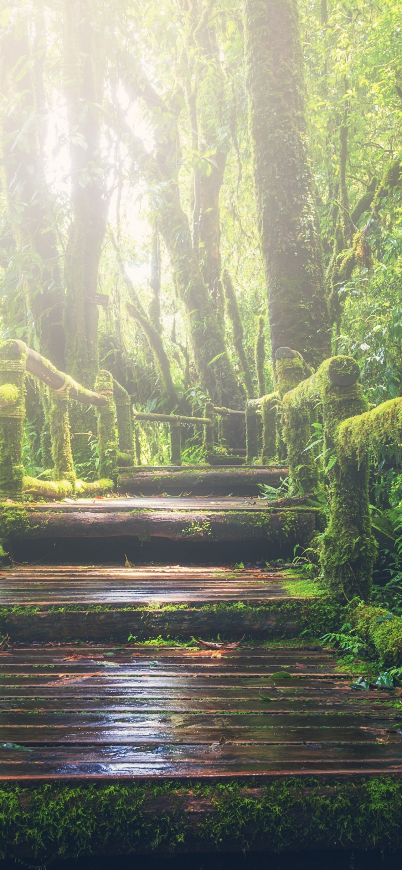 1290x2780 Rainforest Wallpaper 4K, Wooden bridge, Daylight, Footpath, Green, Forest, Nature, Phone