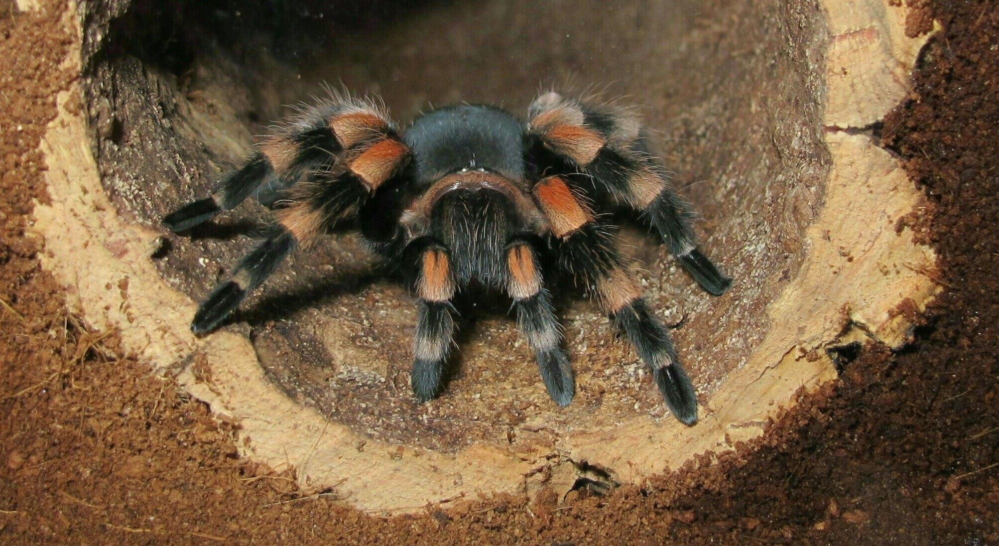 2010x1100 Tarantula HD Wallpaper, Desktop