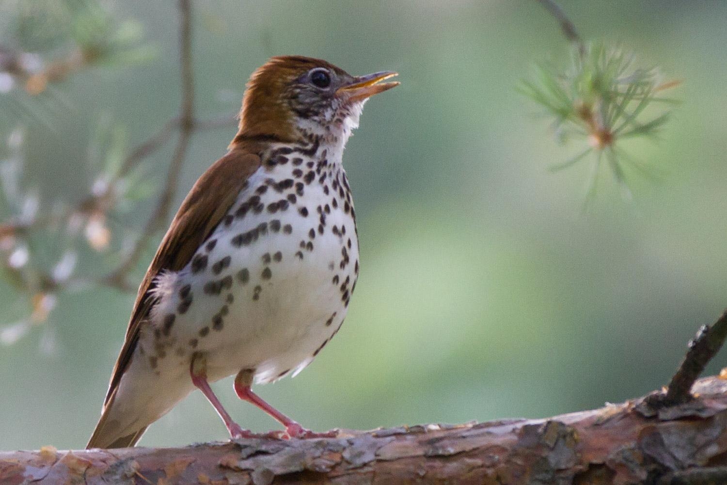 1500x1000 Thrush Wallpaper. Thrush Wallpaper, Desktop