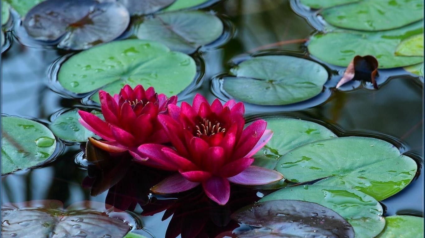 1370x770 Flowers: Red Lake Water Flowers Lotus Wallpaper HD Quality for HD, Desktop