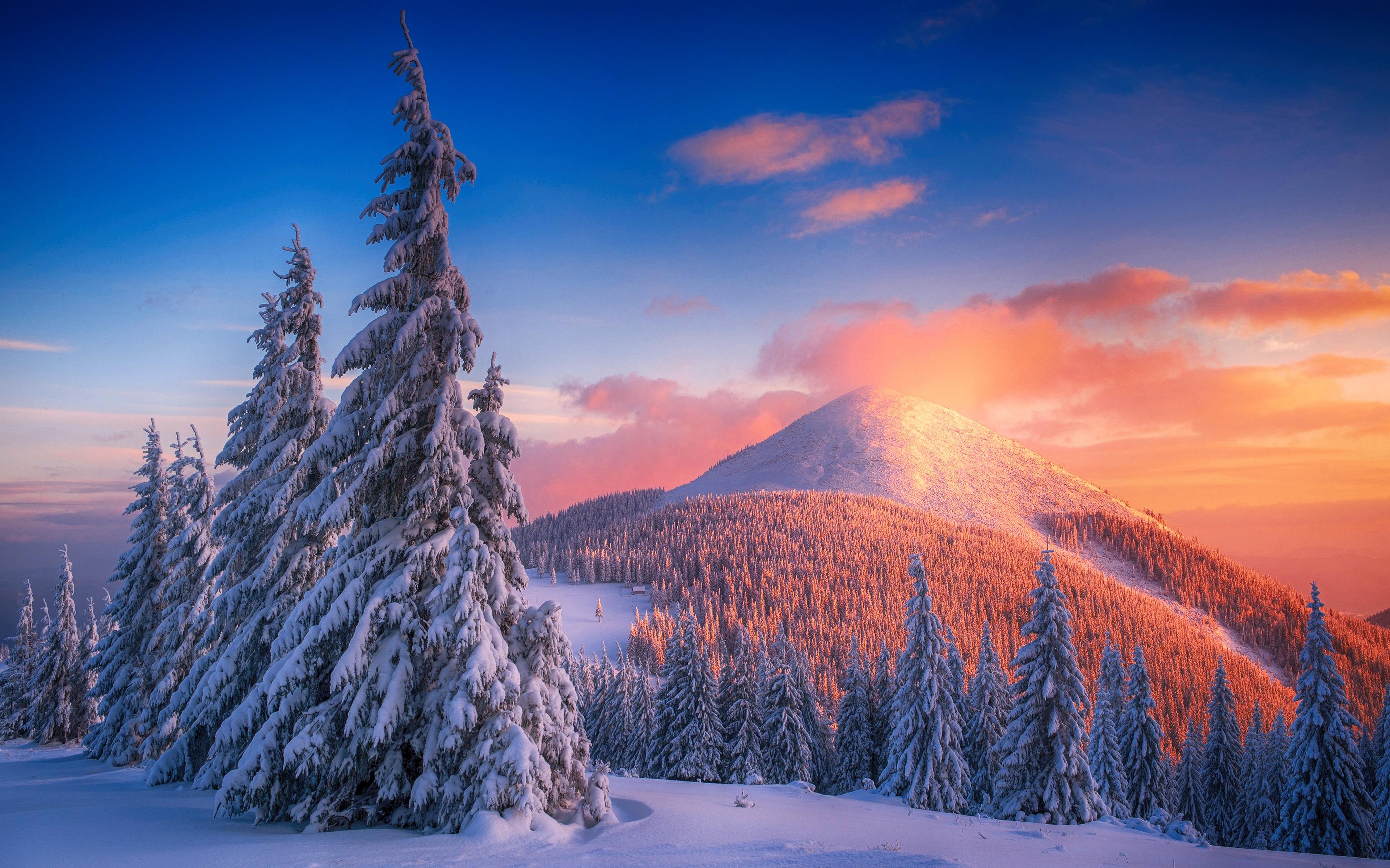 3840x2400 Snowy pine trees at sunset in mountains Wallpaper 4k Ultra, Desktop