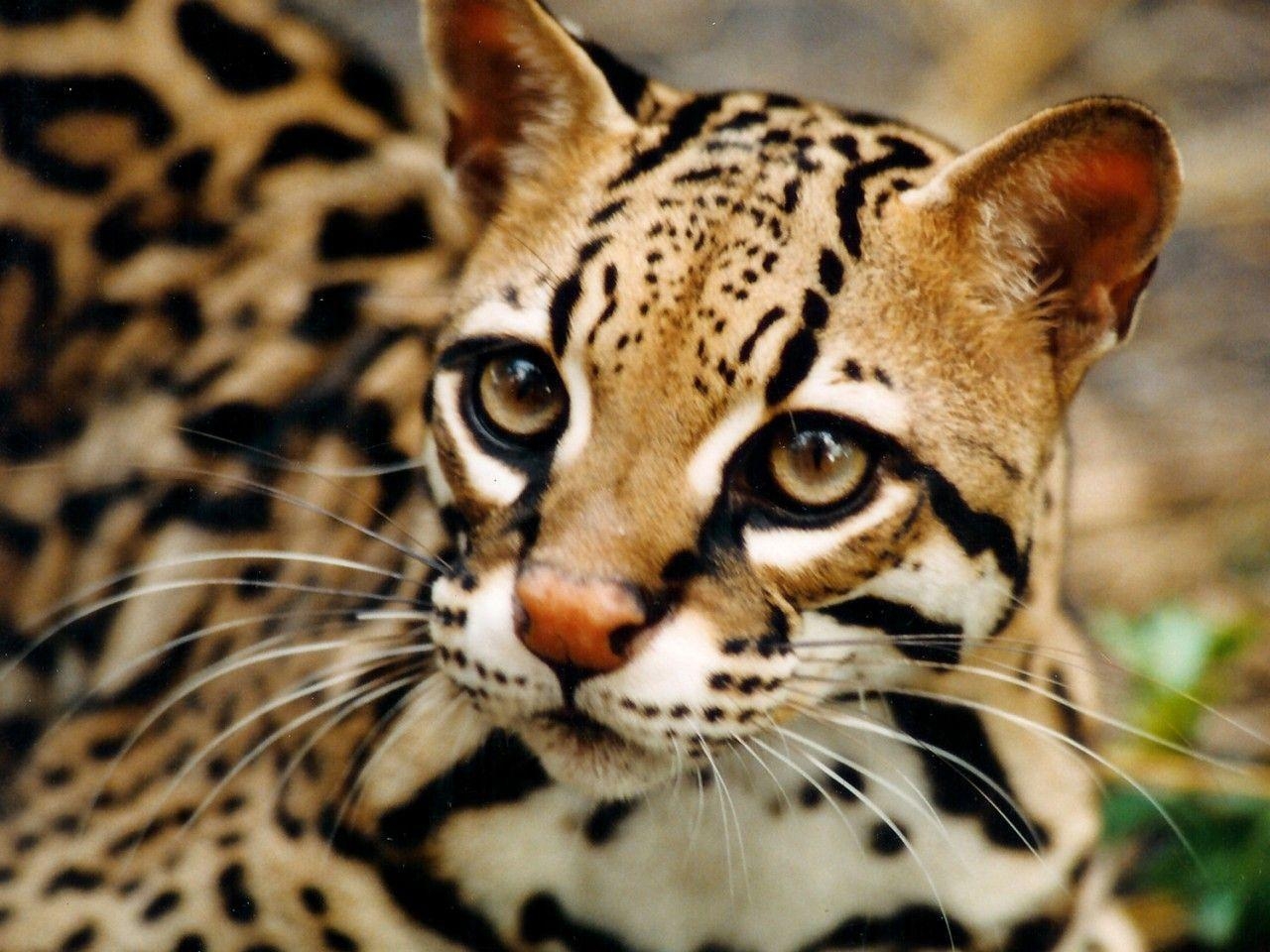 1280x960 Ocelot wild cat desktop wallpaper, Desktop