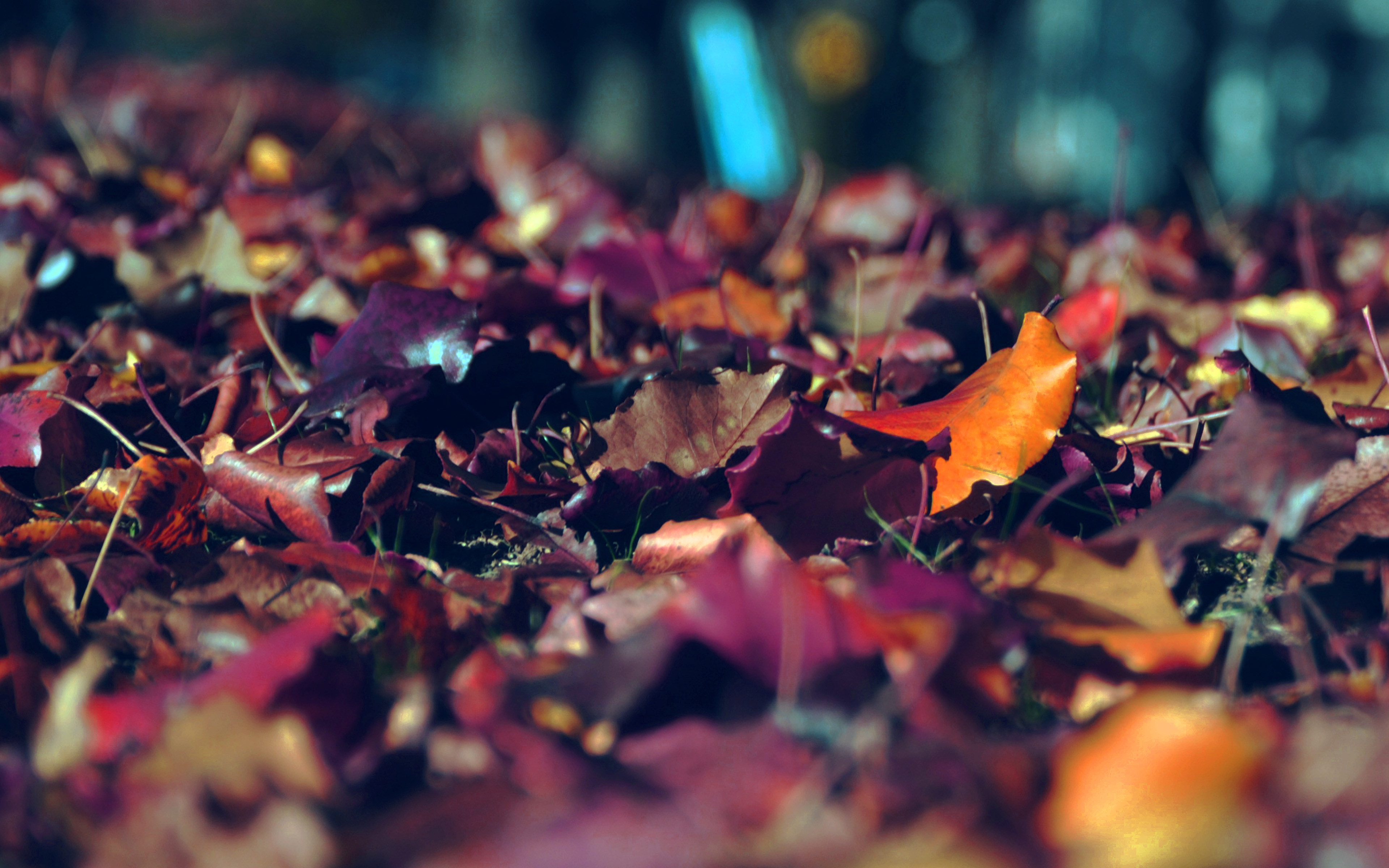 3840x2400 wallpaper for desktop, laptop. fall mountain leaf brown bokeh nature dark blue, Desktop