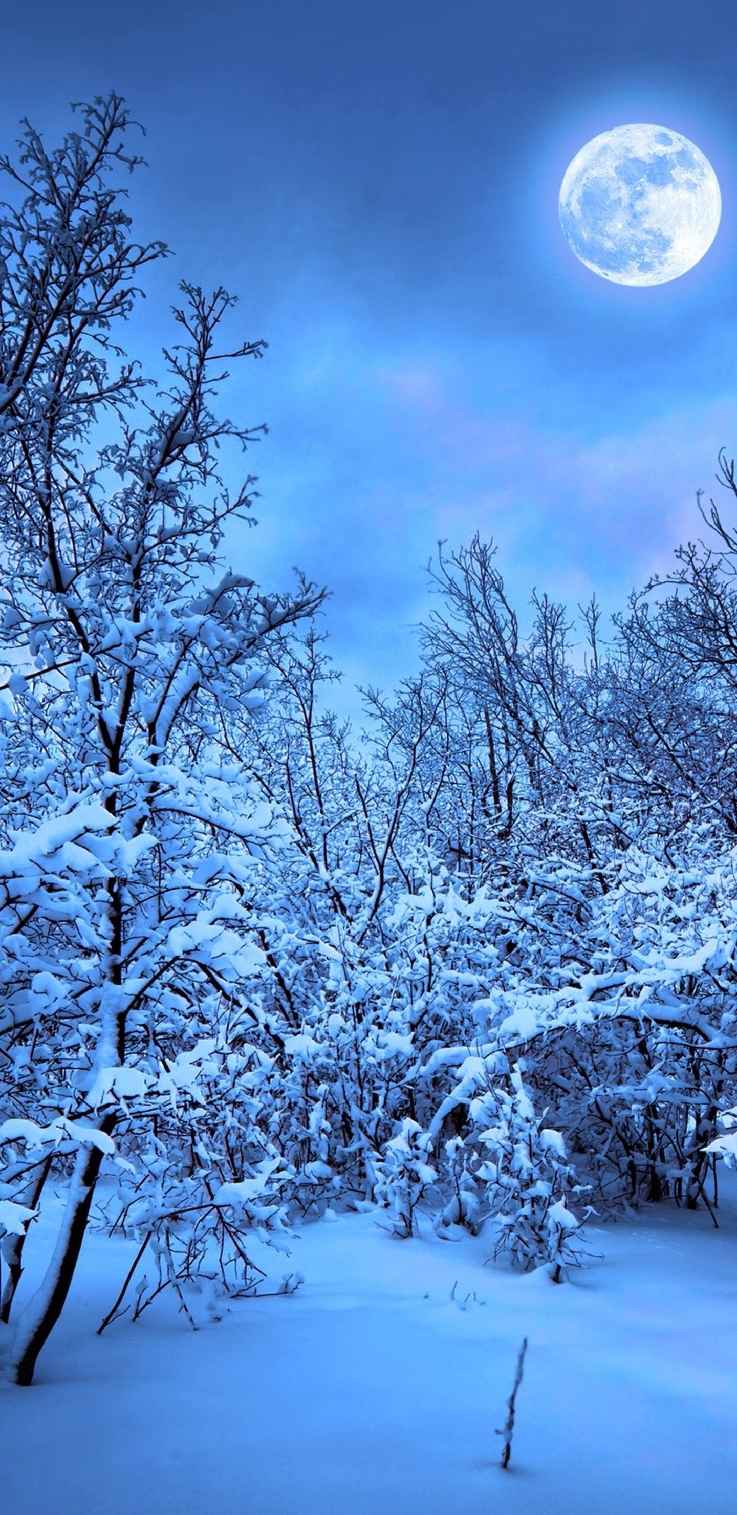 1440x2960 Samsung Ultra HD Winter Wallpaper, Phone