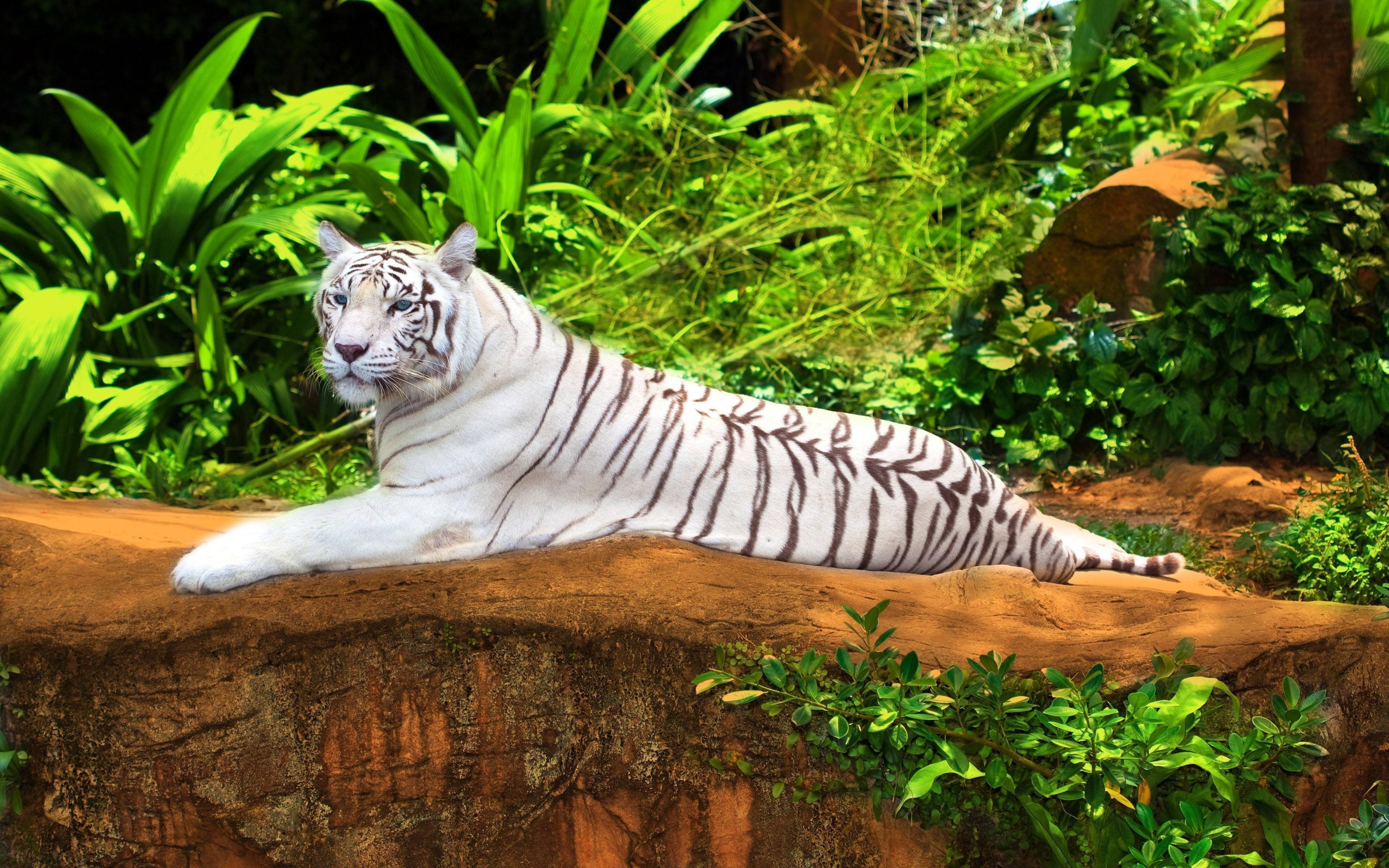 3080x1920 White Bengal Tiger In Gefangenschaft. Computer Wallpaper HD, Desktop