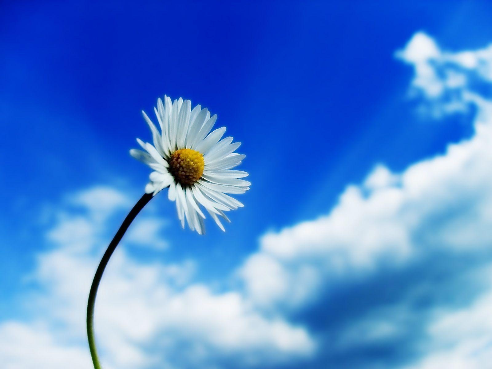 1600x1200 Blue Daisy Wallpaper and Picture Items, Desktop