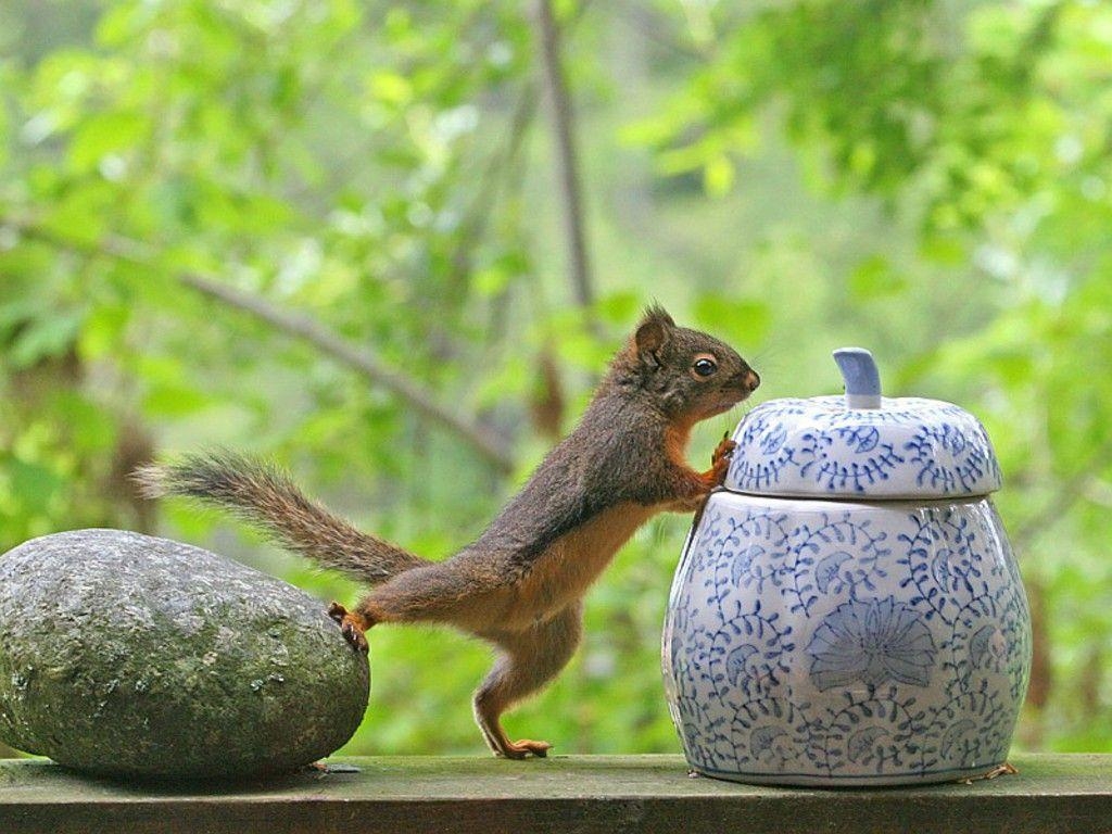 1030x770 smart squirrel wallpaper, Desktop