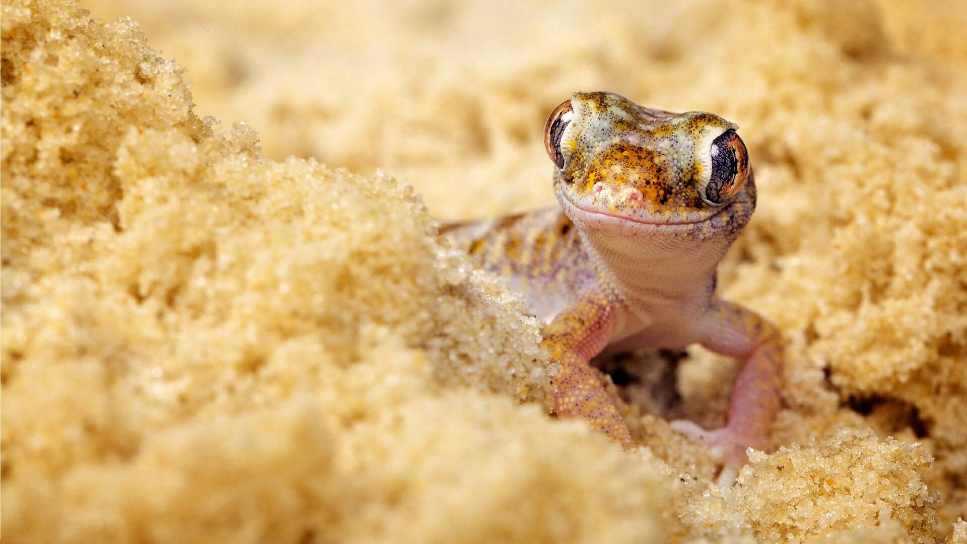 1920x1080 Gecko HD Wallpaper, Desktop