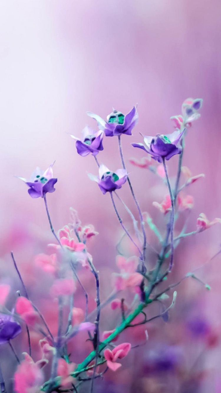 750x1340 Nature Flowers iPhone Wallpaper, HD Nature Flowers iPhone Background on WallpaperBat, Phone