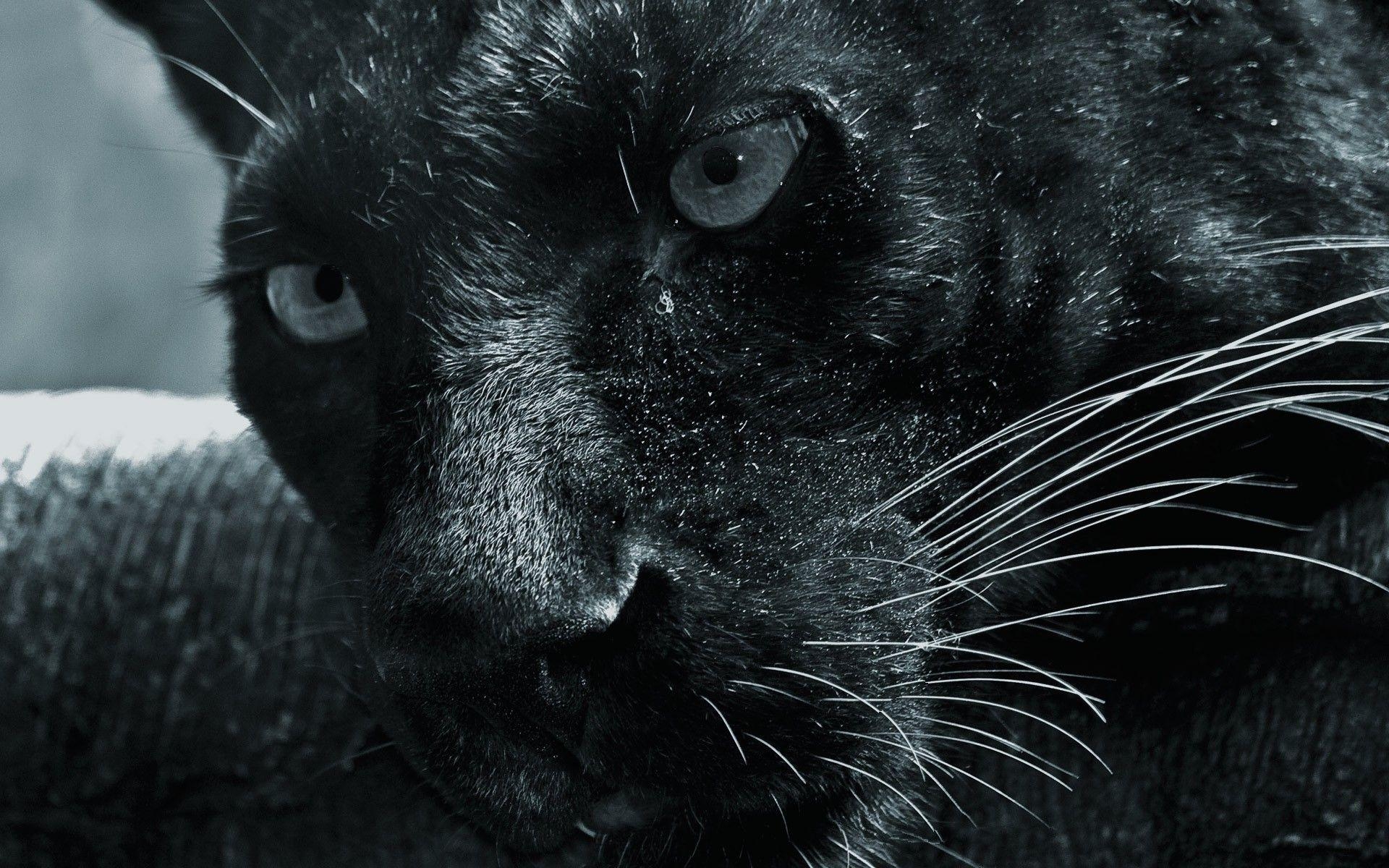 1920x1200 Animals: Up Panther Panthers Black Close Animals Animal Wallpaper, Desktop