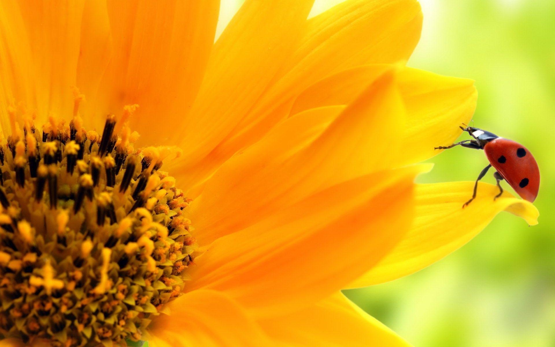 1920x1200 Flowers For > Orange Sunflowers Wallpaper, Desktop