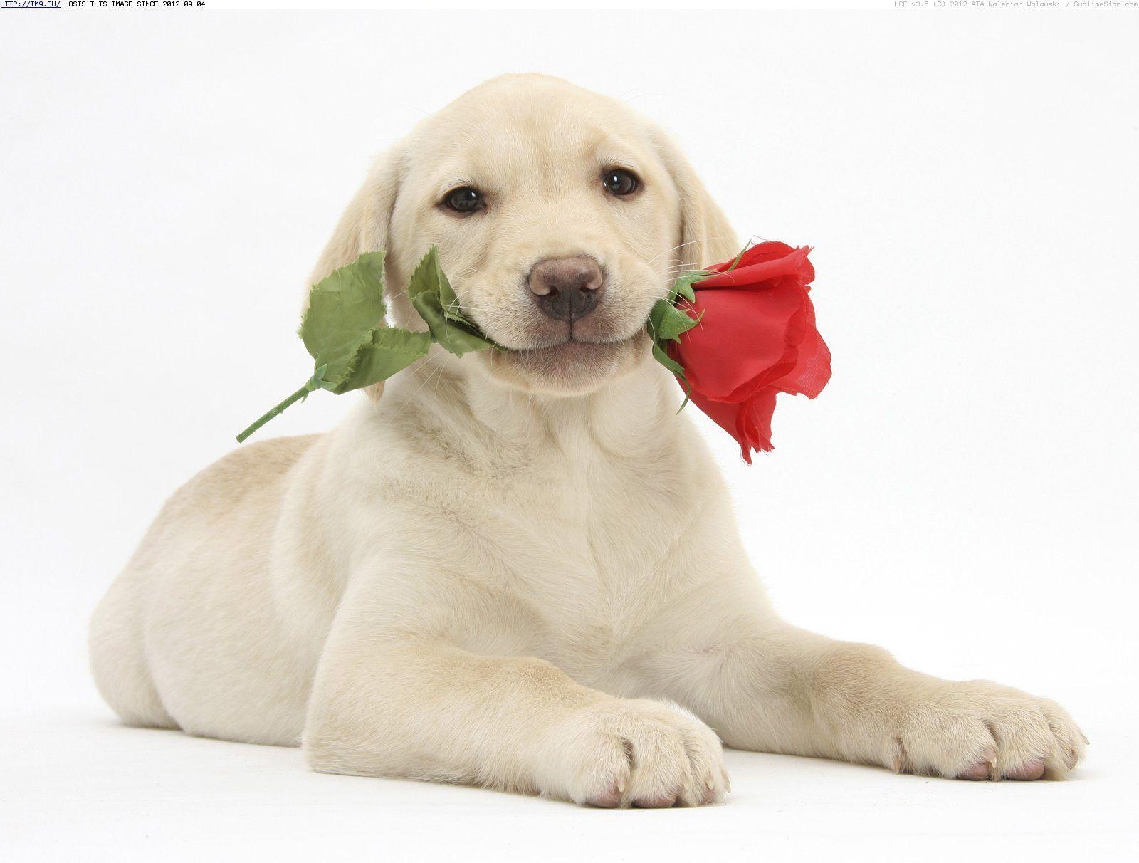 1600x1220 Valentine Dog Wallpaper Free Valentine Dog, Desktop