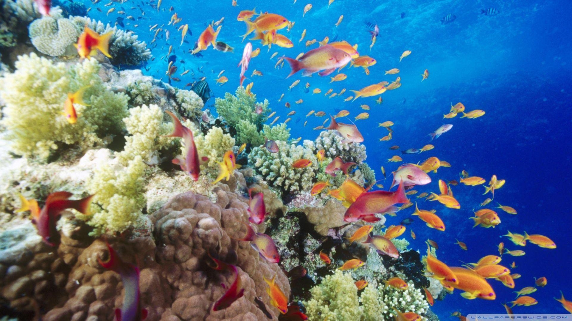 1920x1080 Coral Reef Southern Red Sea Near Safaga Egypt ❤ 4K HD Desktop, Desktop