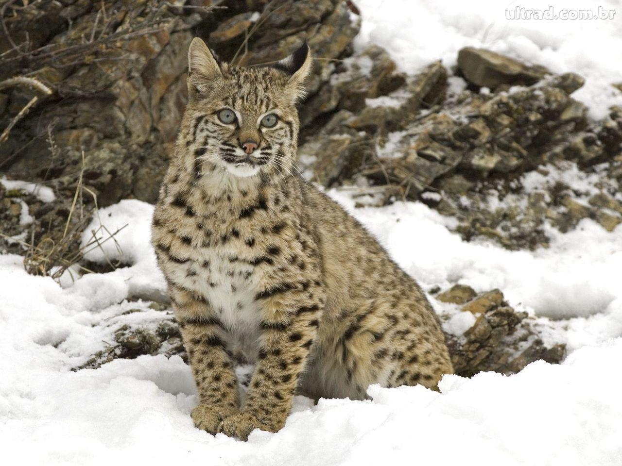 1280x960 Gato Selvagem. Animal World. Baby bobcat, Baby, Desktop