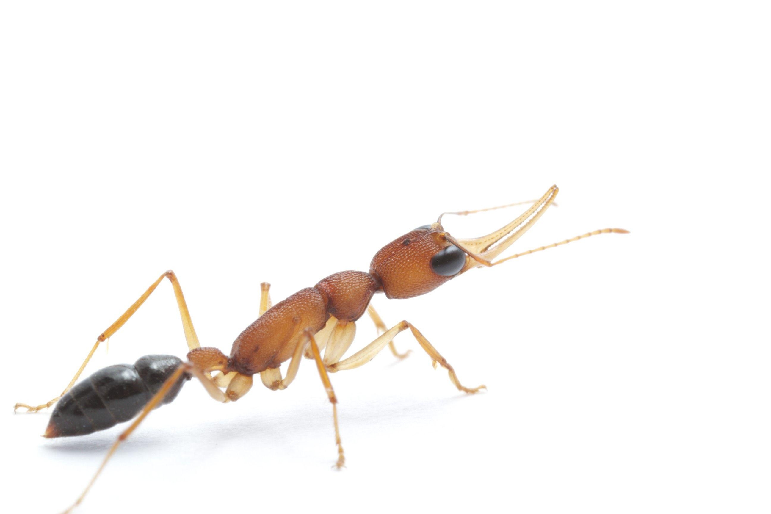 2600x1730 Jack Jumper Ants. High resolution, Desktop