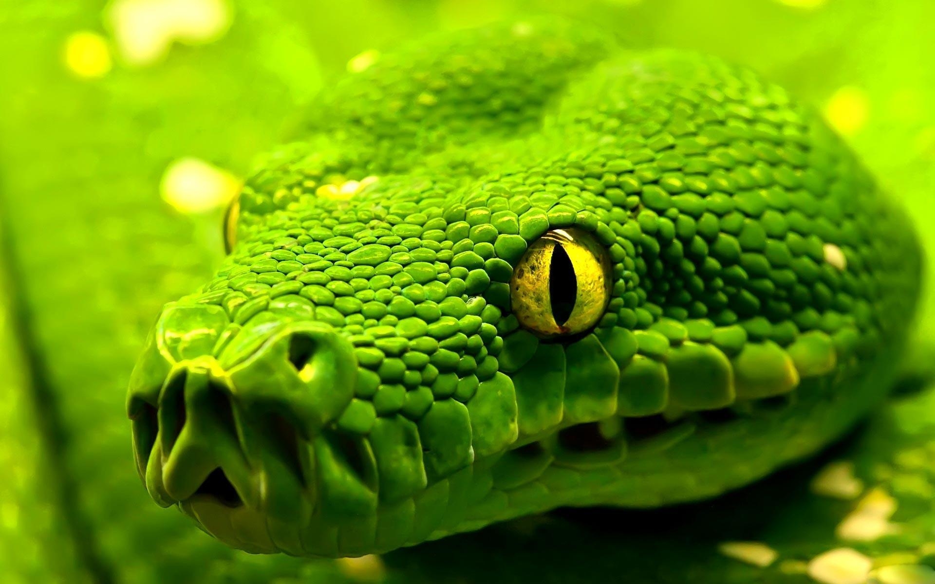 1920x1200 Most Downloaded Snake Wallpaper HD wallpaper search, Desktop