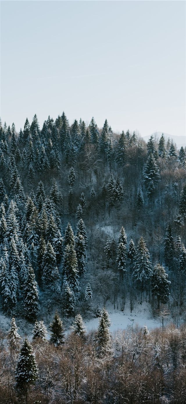 640x1390 Winter Forest Phone Wallpaper Free Winter Forest Phone Background, Phone