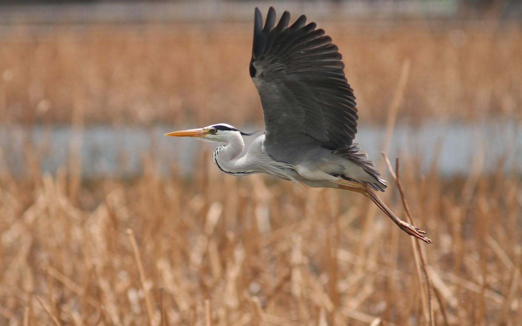 1680x1050 Heron Wallpaper, Desktop