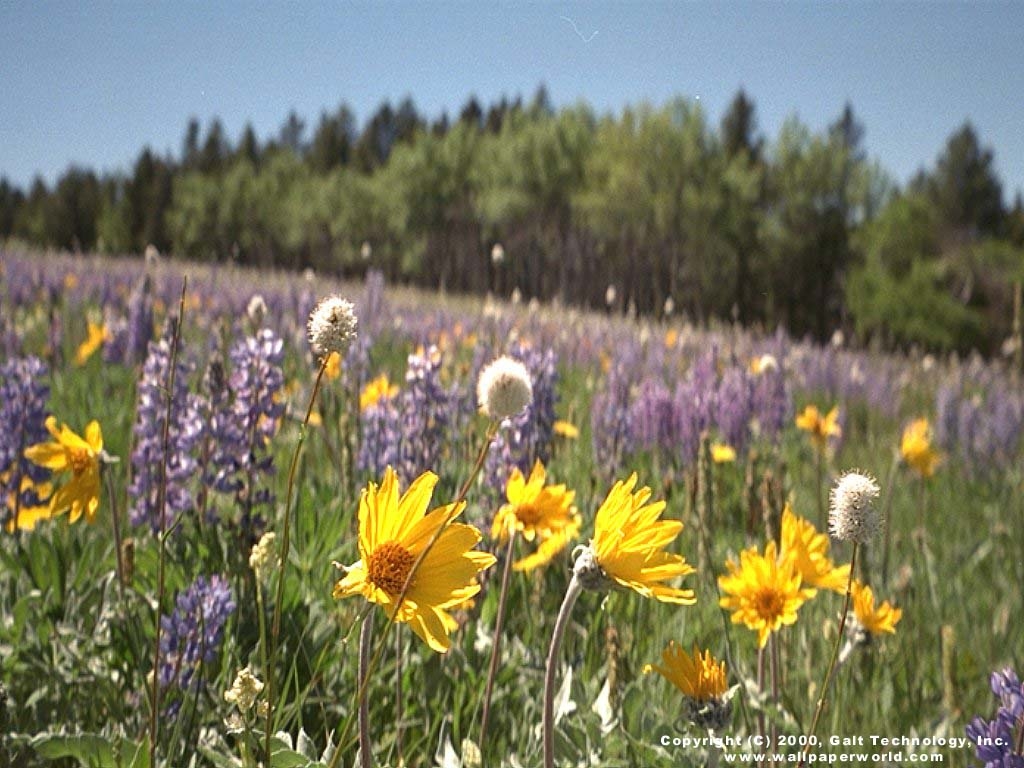 1030x770 Wild Flowers Photo Wallpaper HD, Desktop