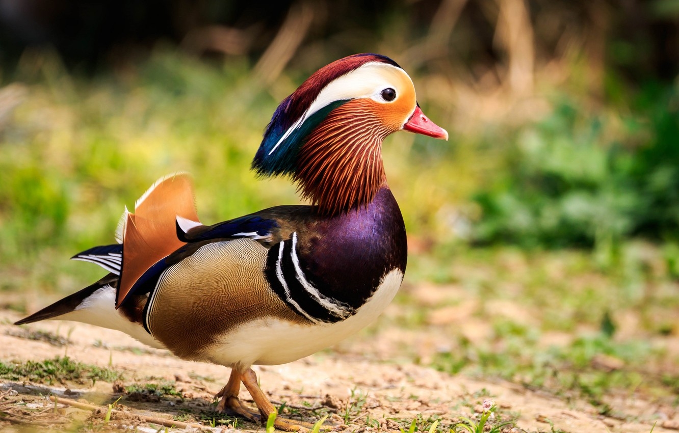 1340x850 Wallpaper background, duck, Mandarin duck image for desktop, section животные, Desktop