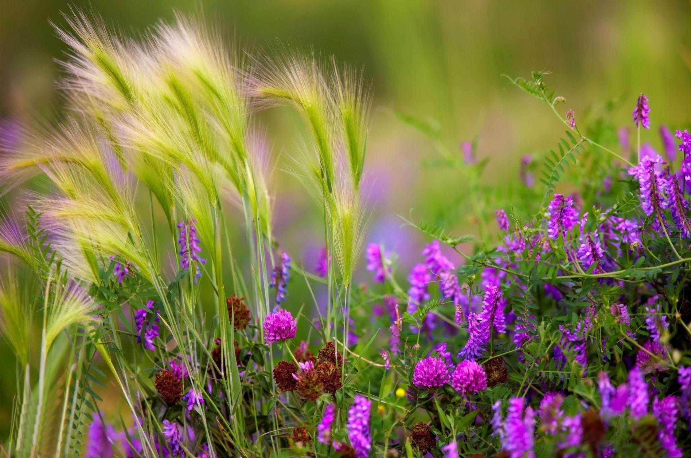 2250x1490 Wildflowers Wallpaper, Desktop