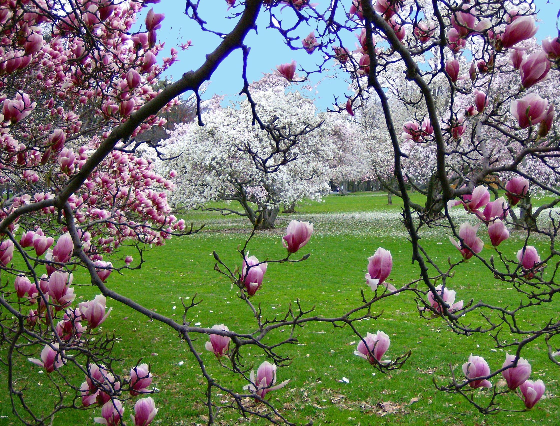 2240x1710 Spring Scene Blossoms In Warinanco Elizabeth id: 160157, Desktop